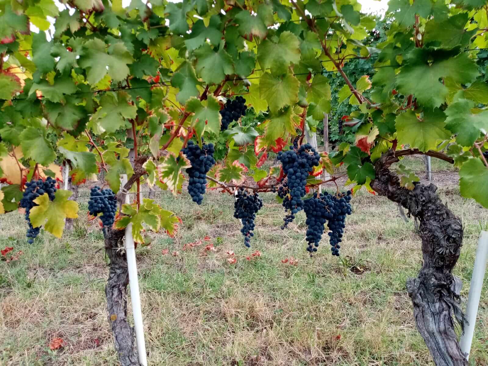 Uva Dolcetto Sori