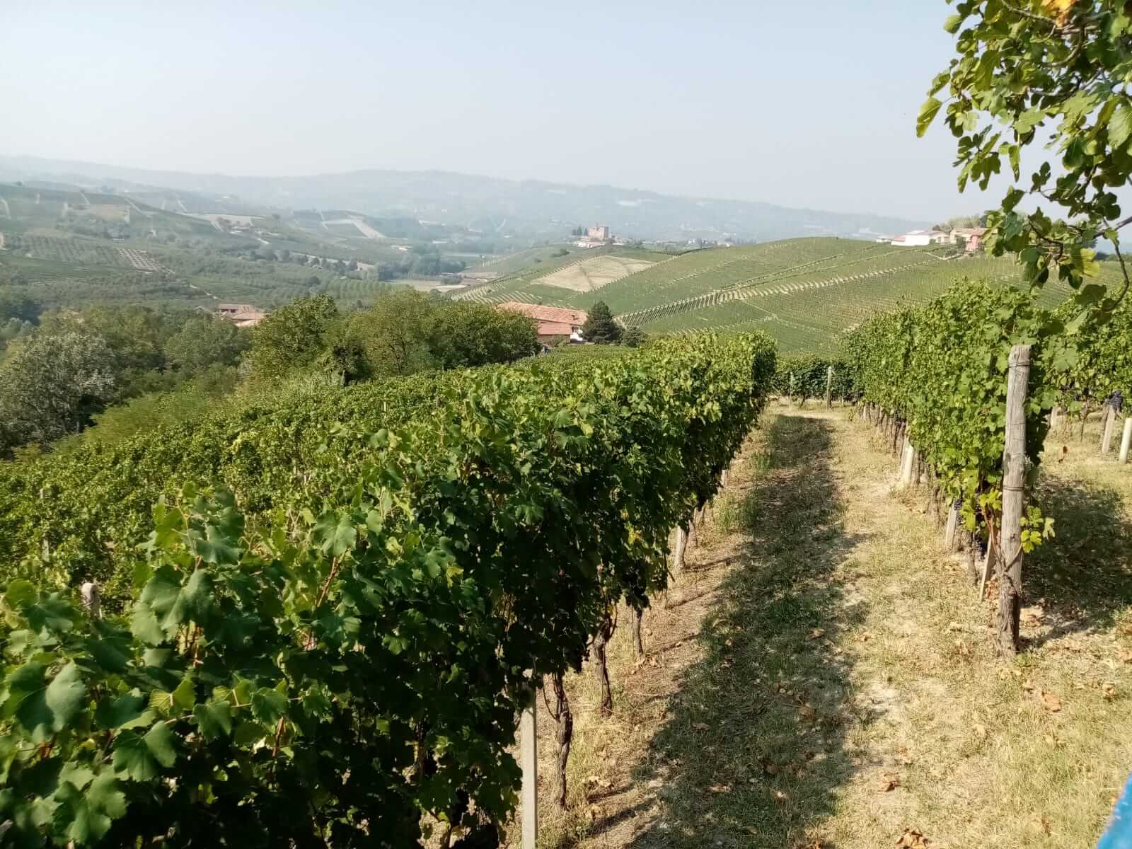Fillari Dolcetto Sorì cristina.Sullo sfondo si vede lo splendido castello di Grinzane Cavour
