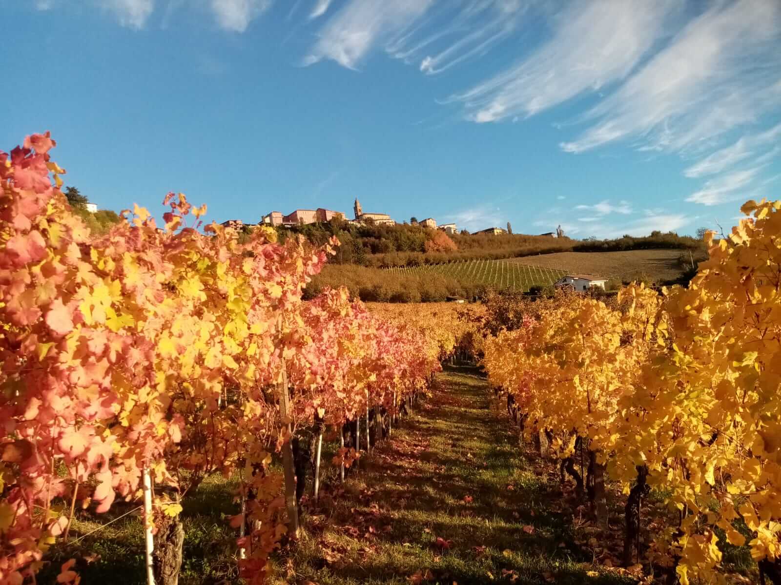 vigneti vini