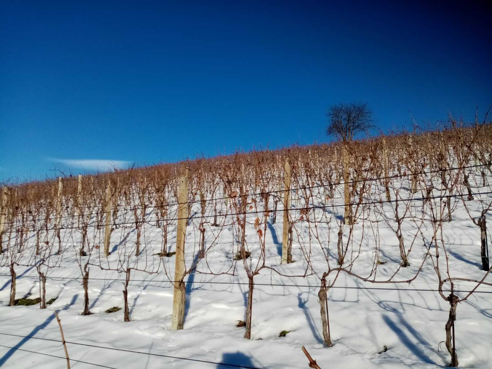 foto vigneti